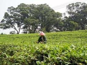 苦丁茶种植