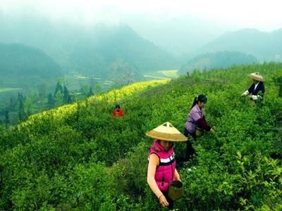 苦丁茶种植