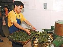 加工处理苦丁茶