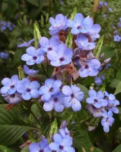 可爱花