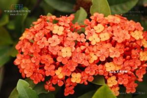 龙船花根图册