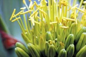 龙舌兰的花