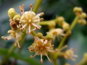 龙眼花