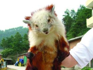 鼺鼠