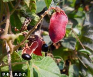 鹿藿图册