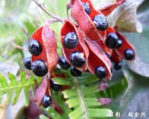 鹿藿图册