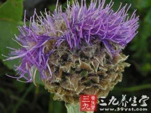 鹿草