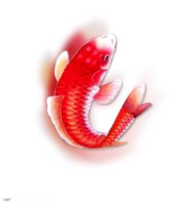 鲤鱼