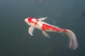 鲤鱼