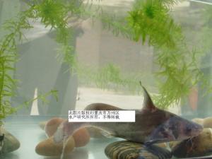 鲈鲤