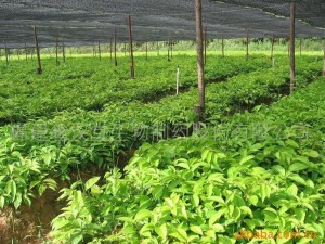 雷公藤 种植