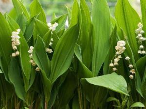 铃兰（植物物种）