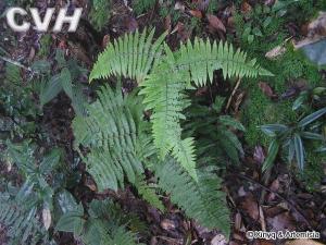 里白科植物图片