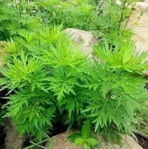 裸柱菊