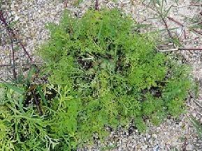 裸柱菊植株