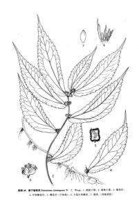 裂序楼梯草图册