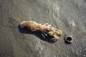美食奥蝼蛄虾