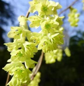 蜡瓣花