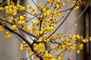 蜡梅花