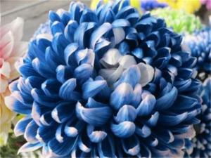 蓝锡莎菊