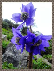 蓝花绿绒蒿