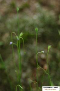 蓝花参
