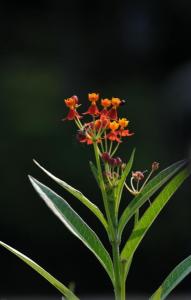 莲生桂子花图册