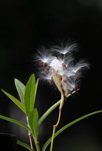 莲生桂子花图册