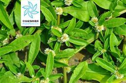 莲子草