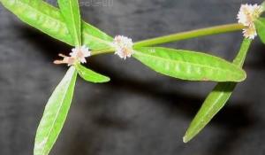 莲子草