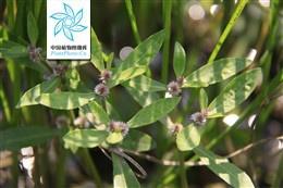 莲子草