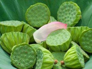 莲子