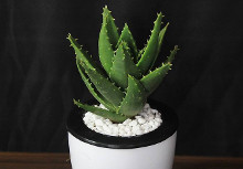 芦荟