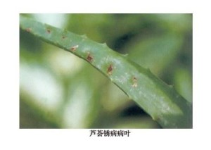 芦荟锈病