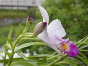 芦茎