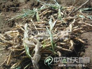 芦竹根图册