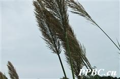 芦竹