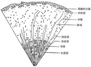 良藤图册