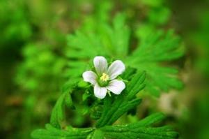 老鹳草