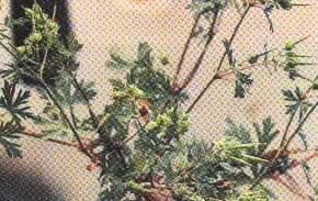 老鹤草