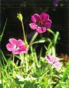老鹤草