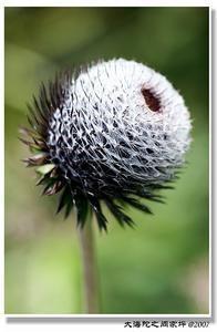 老鹤草