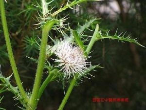 老虎俐图册