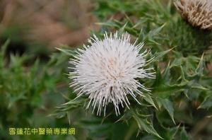 老虎俐图册