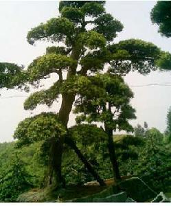 罗汉松