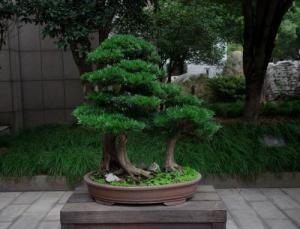 罗汉松盆景