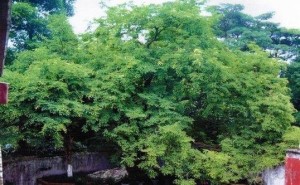 孙中山手植酸豆树