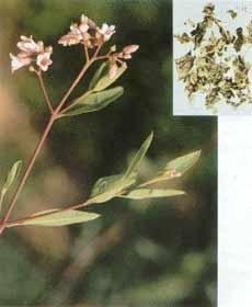 罗布麻叶图片(7)