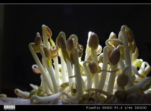 豆芽菜