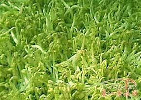 豆芽菜